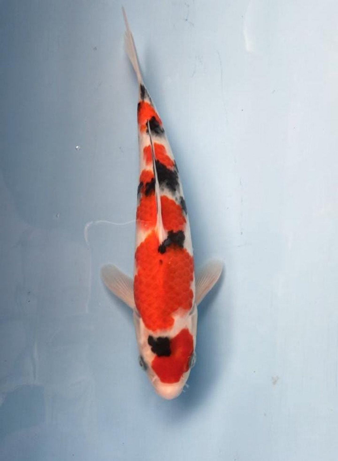 Juara 4
