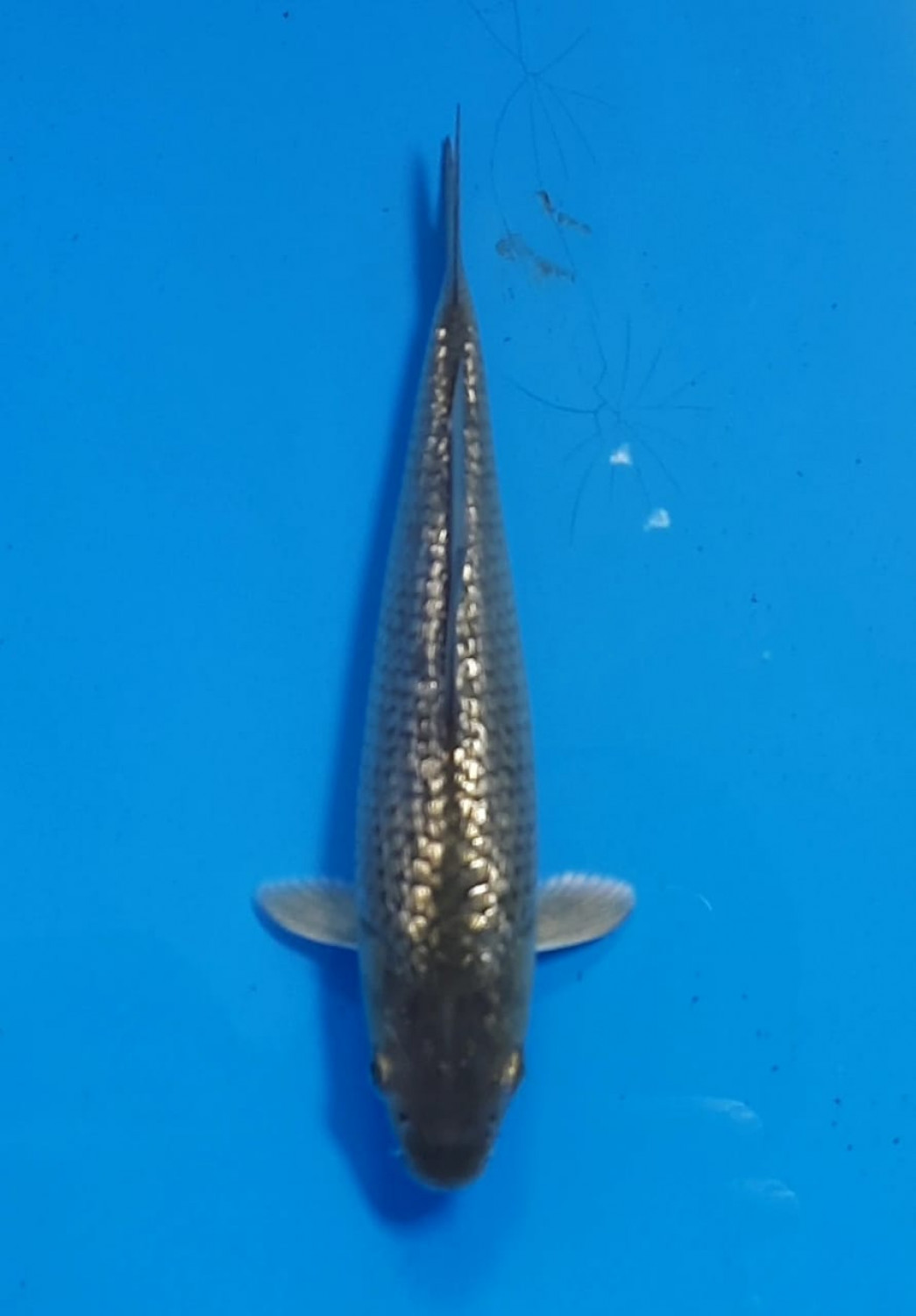Best In Size E 13-15 cm