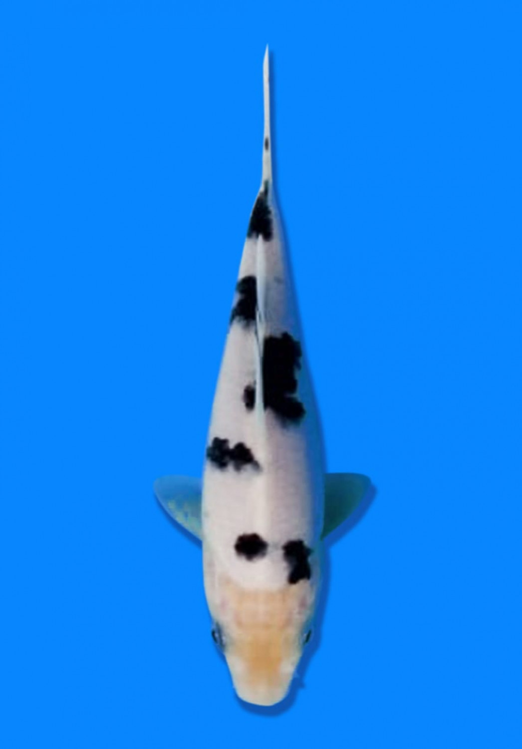 Juara 2