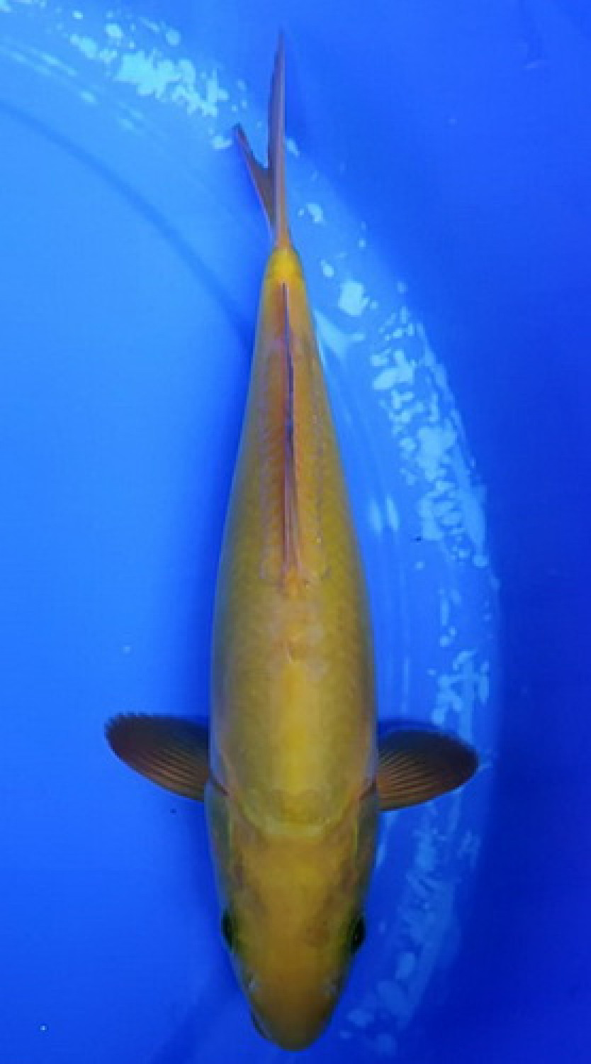 Juara 2