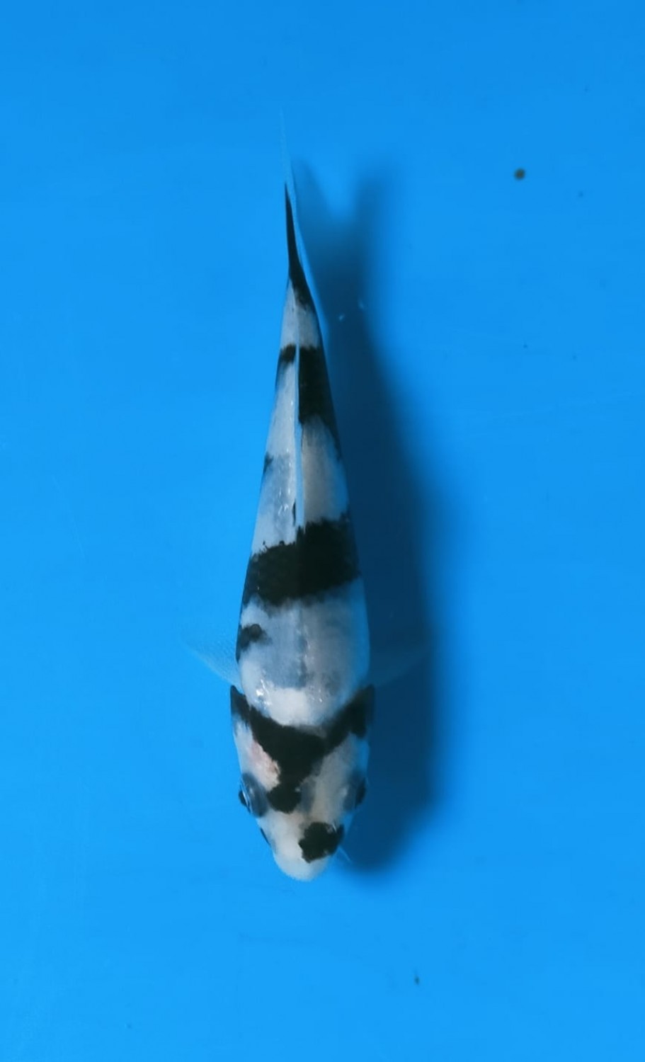 Juara 1