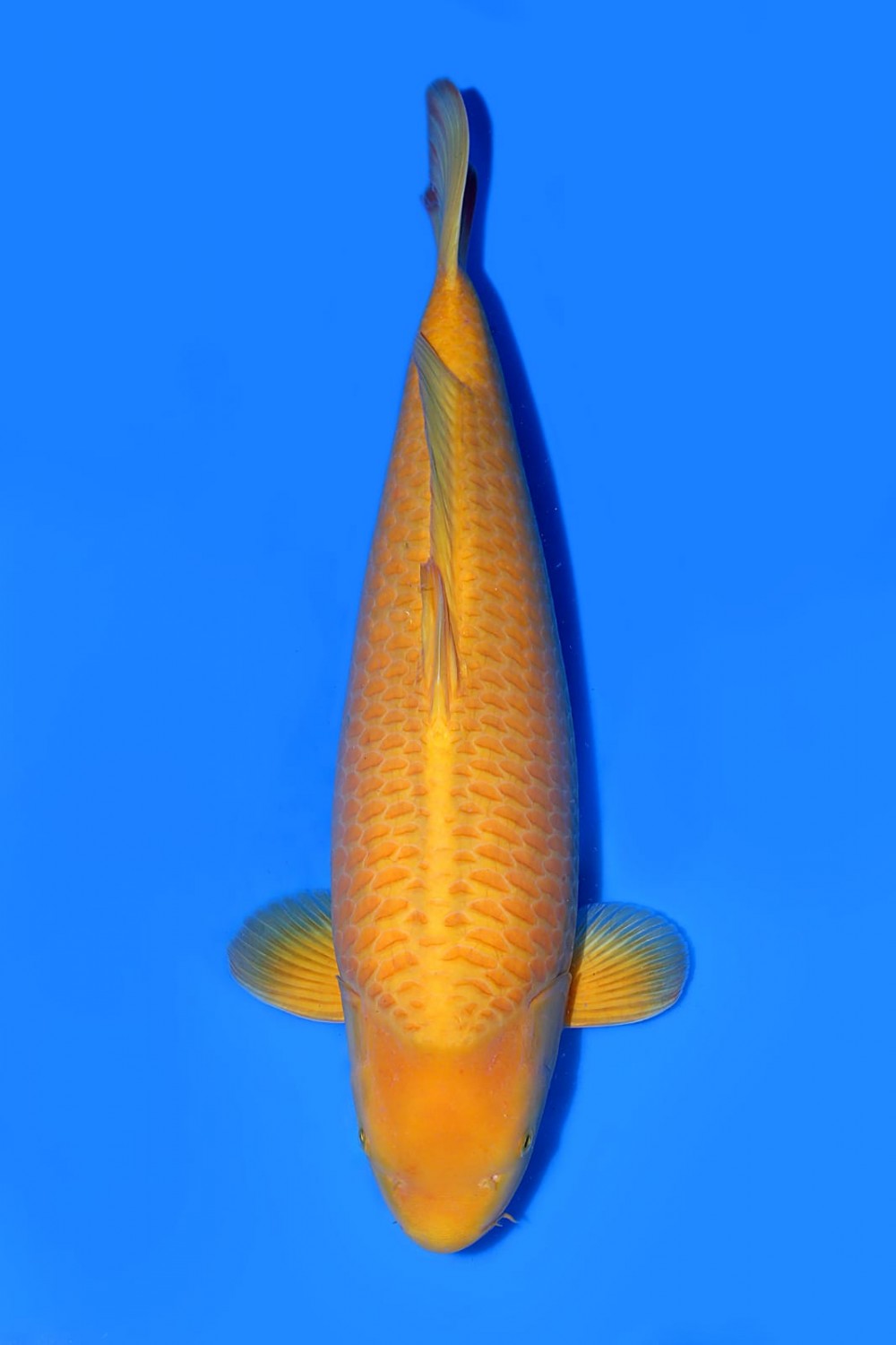 Best In Size E 51-55 Cm