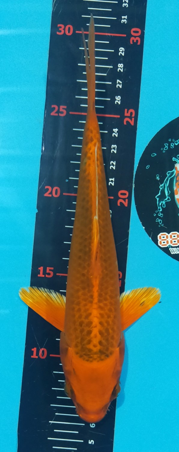 Juara 1