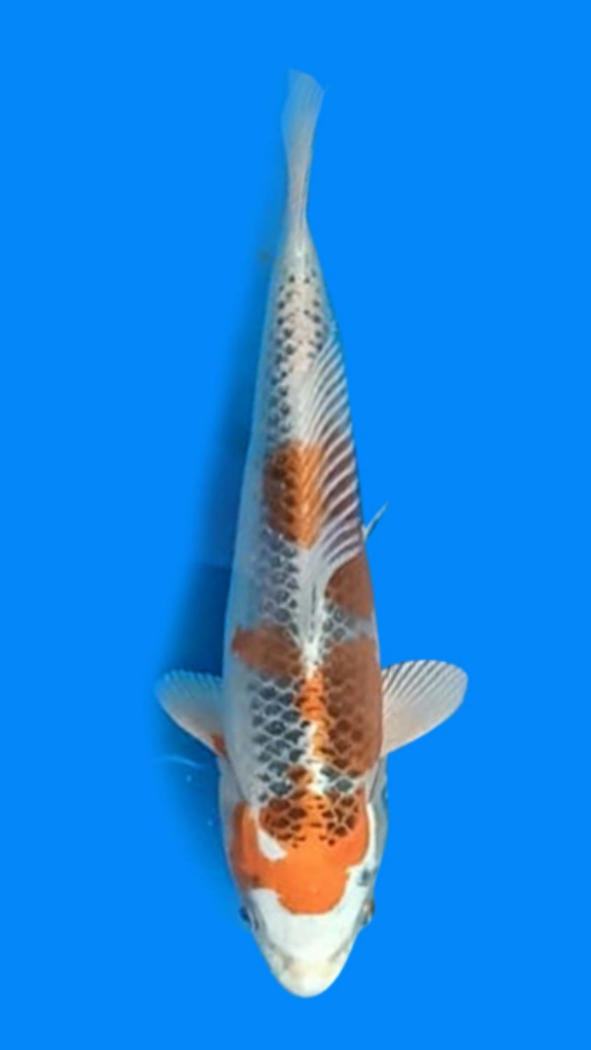 Juara 3