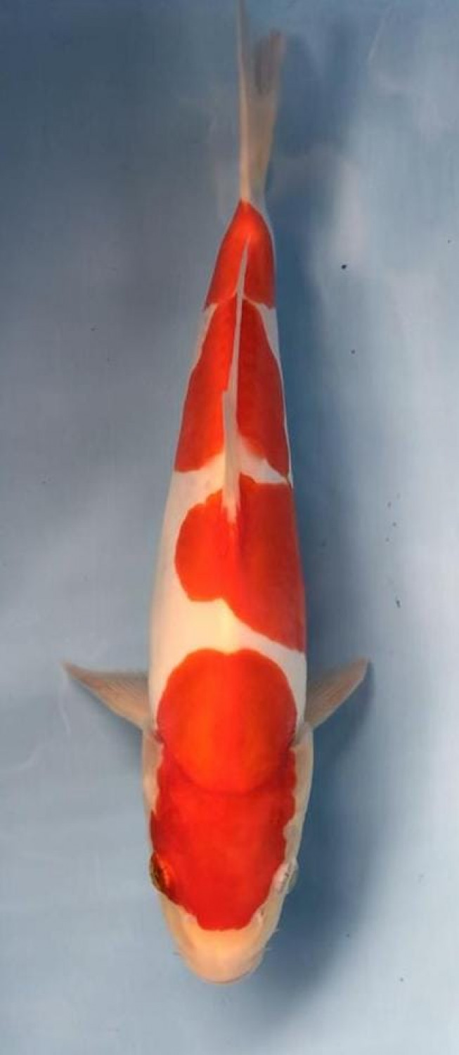 Juara 1