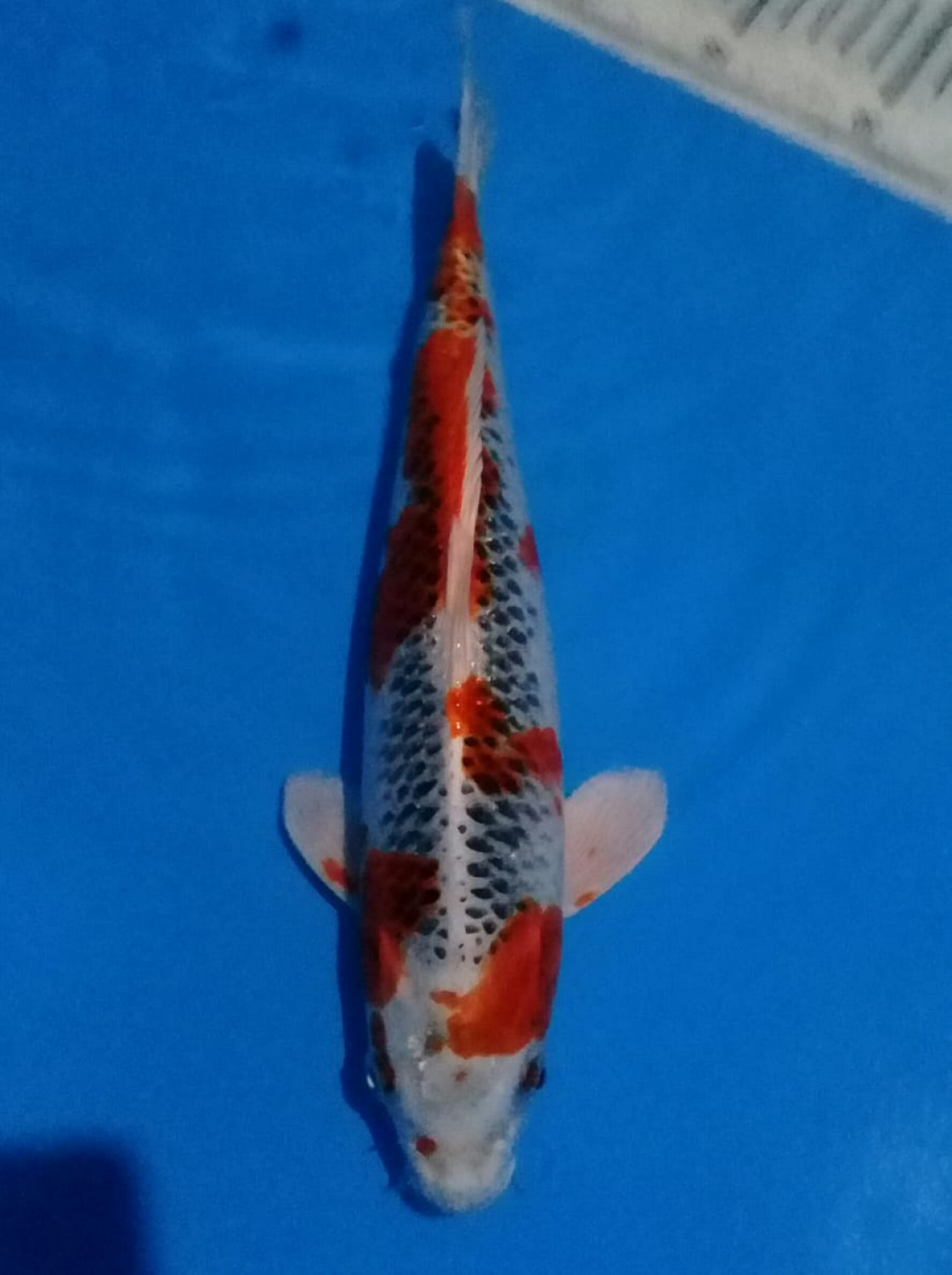 Juara 3