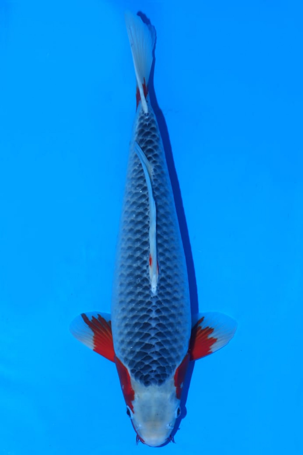 Juara 1