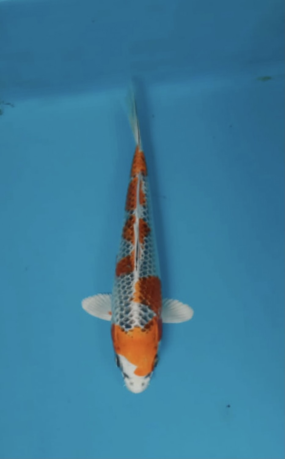 Best In Size B 13-15 Cm