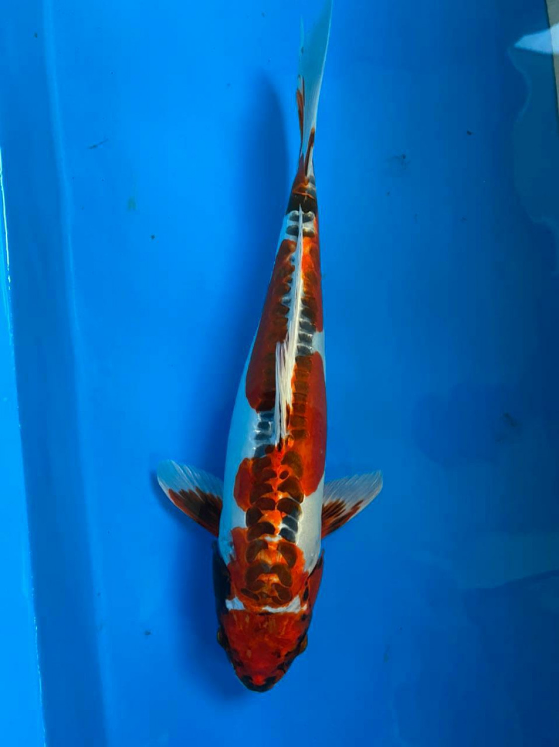 Juara 1