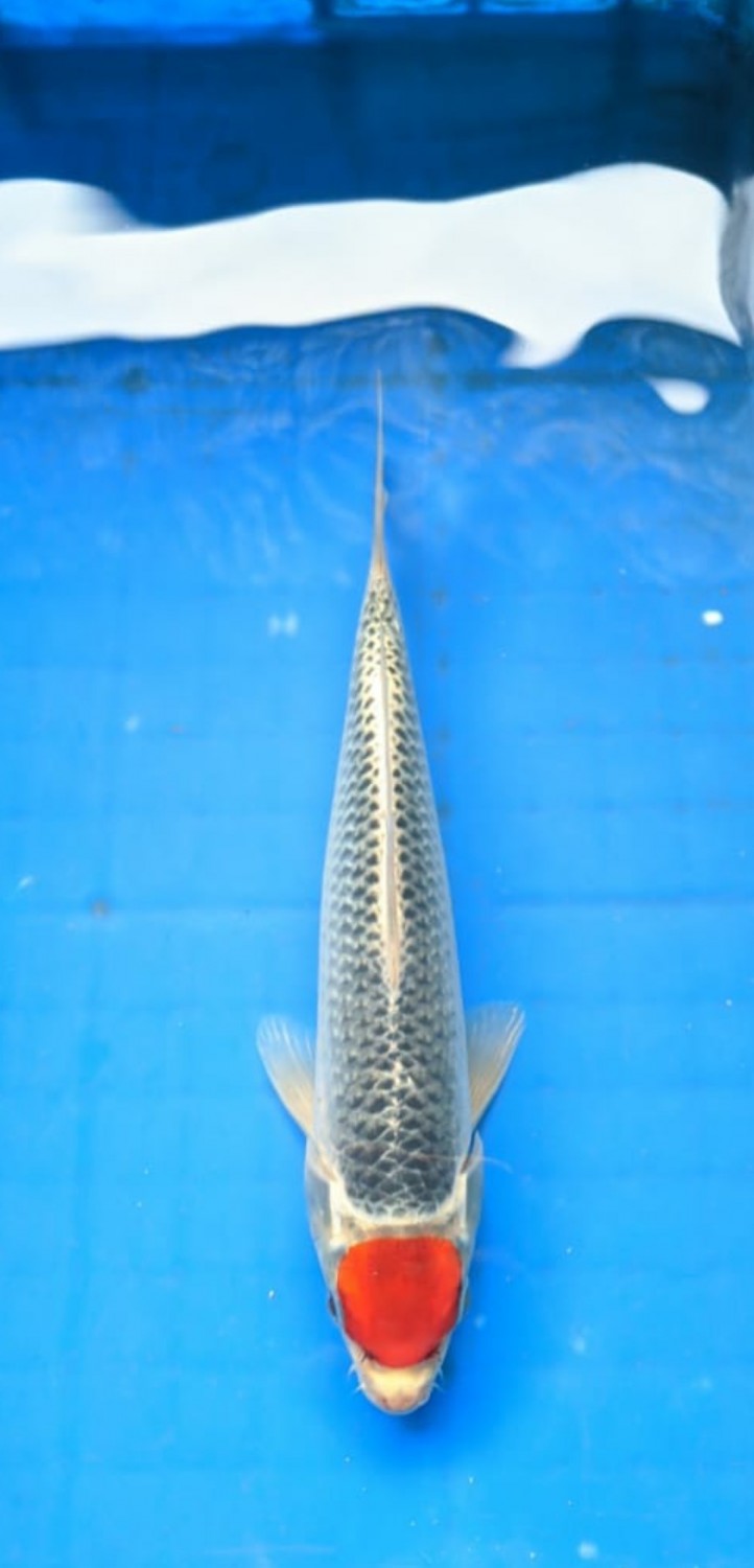 Juara 4