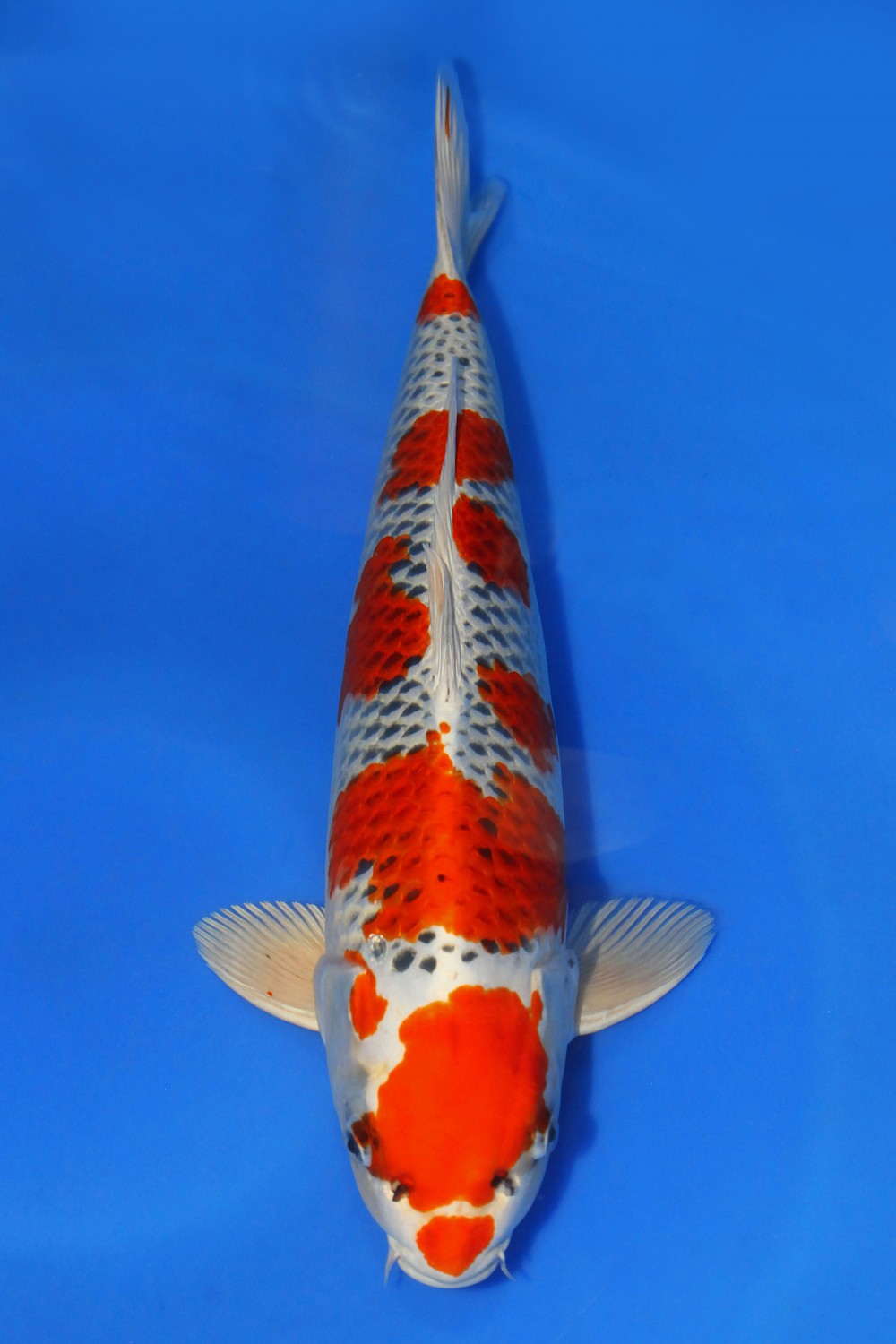 Juara 1