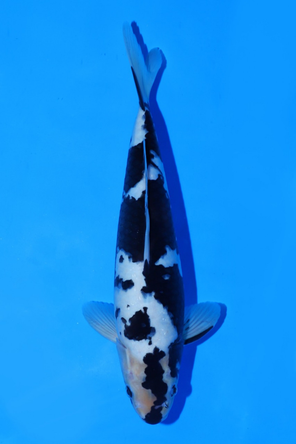 Juara 4
