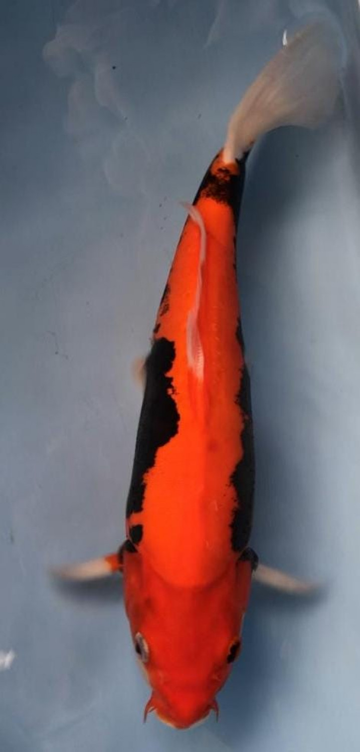 Juara 1