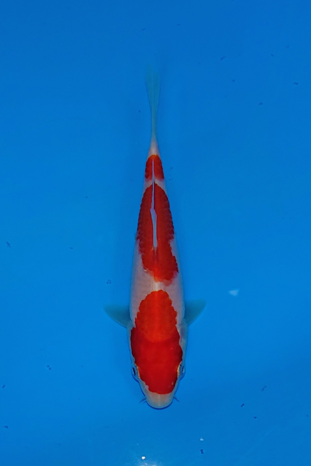 Juara 1