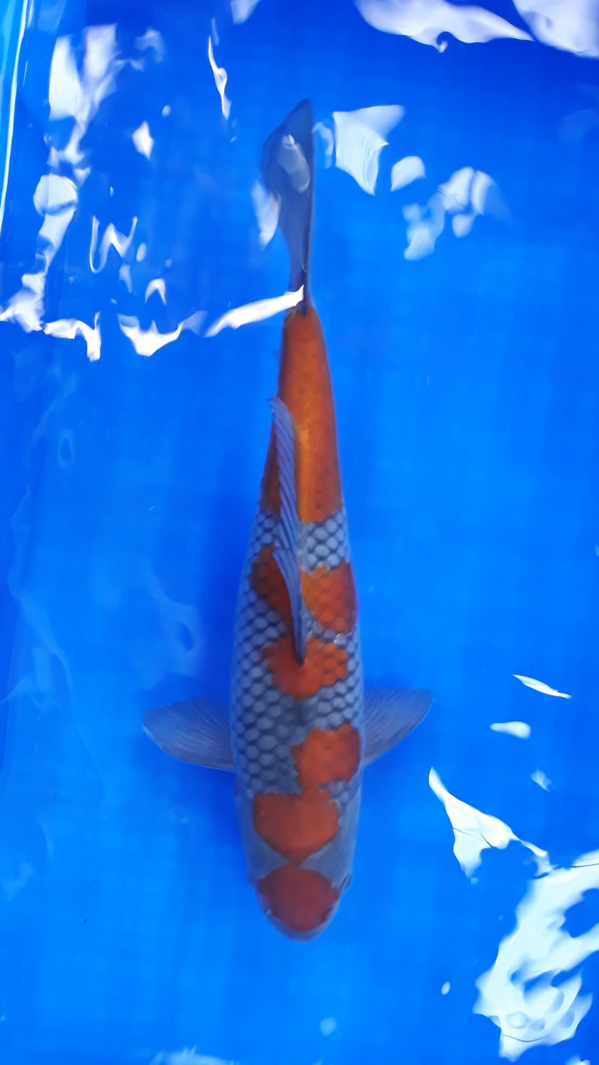Best In Size B 31 - 35 cm