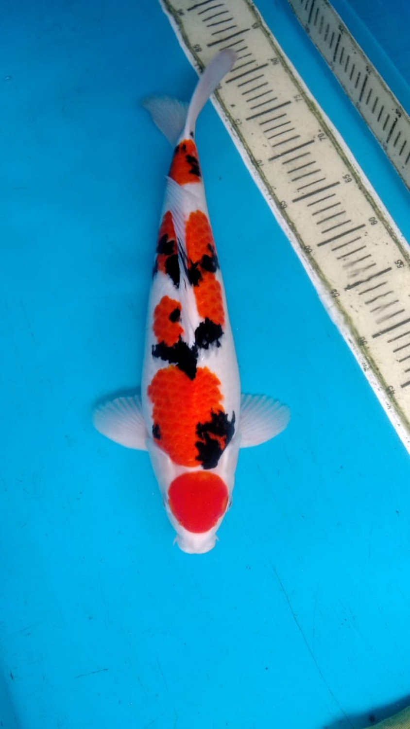 Juara 3
