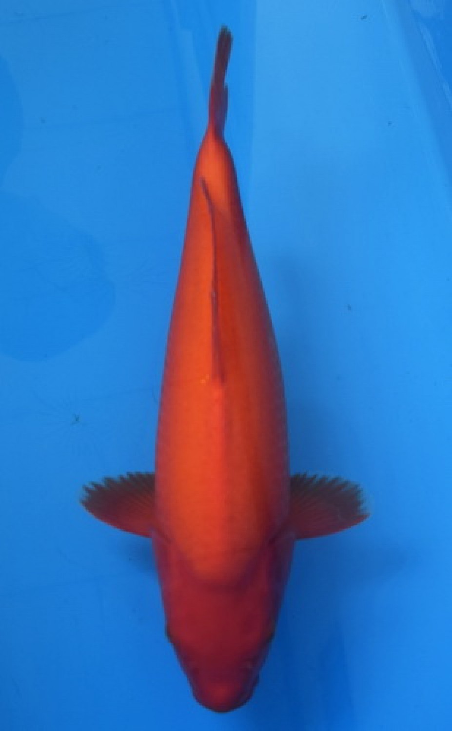 Best In Size E 46-50 Cm