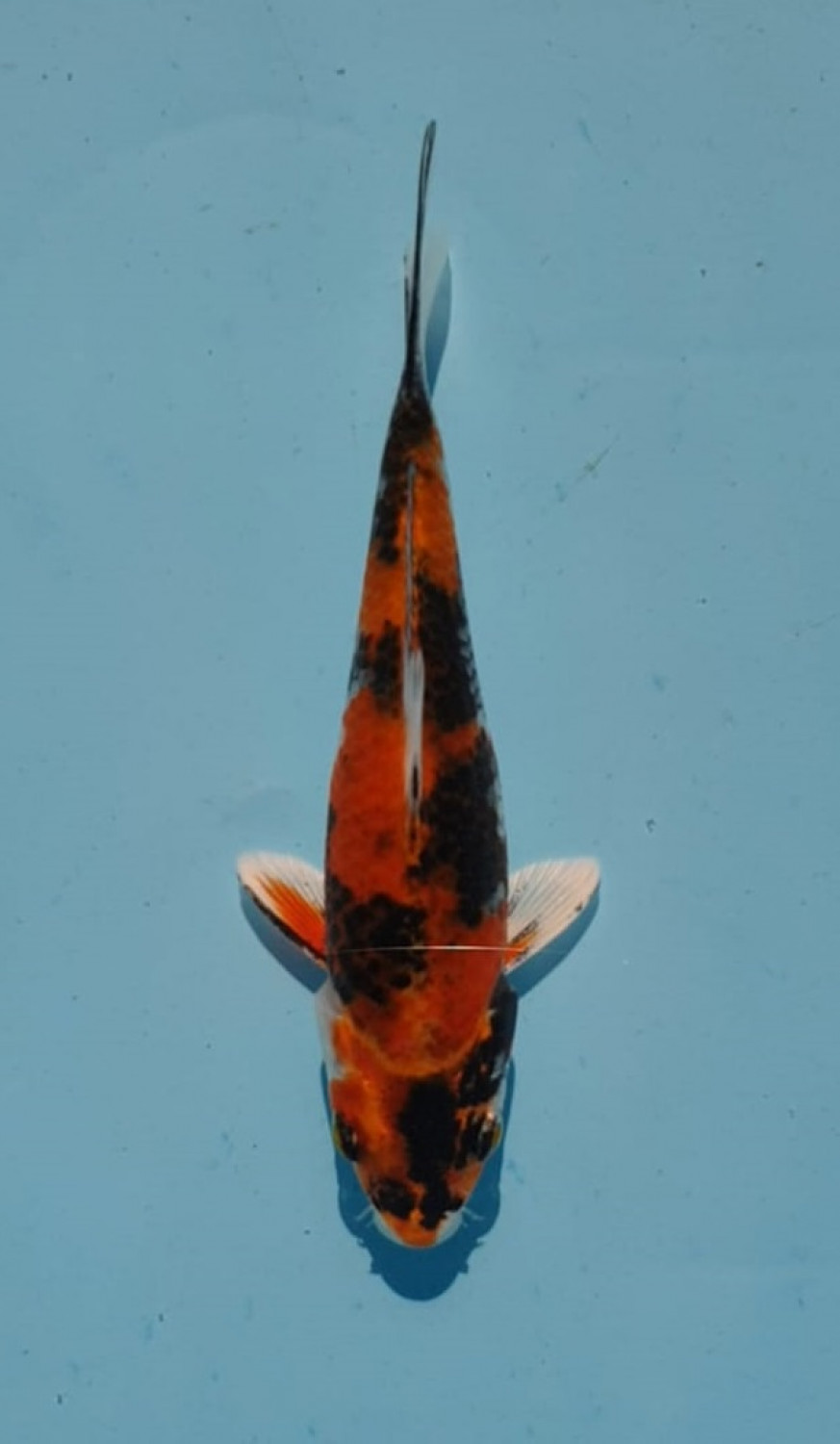 Juara 4