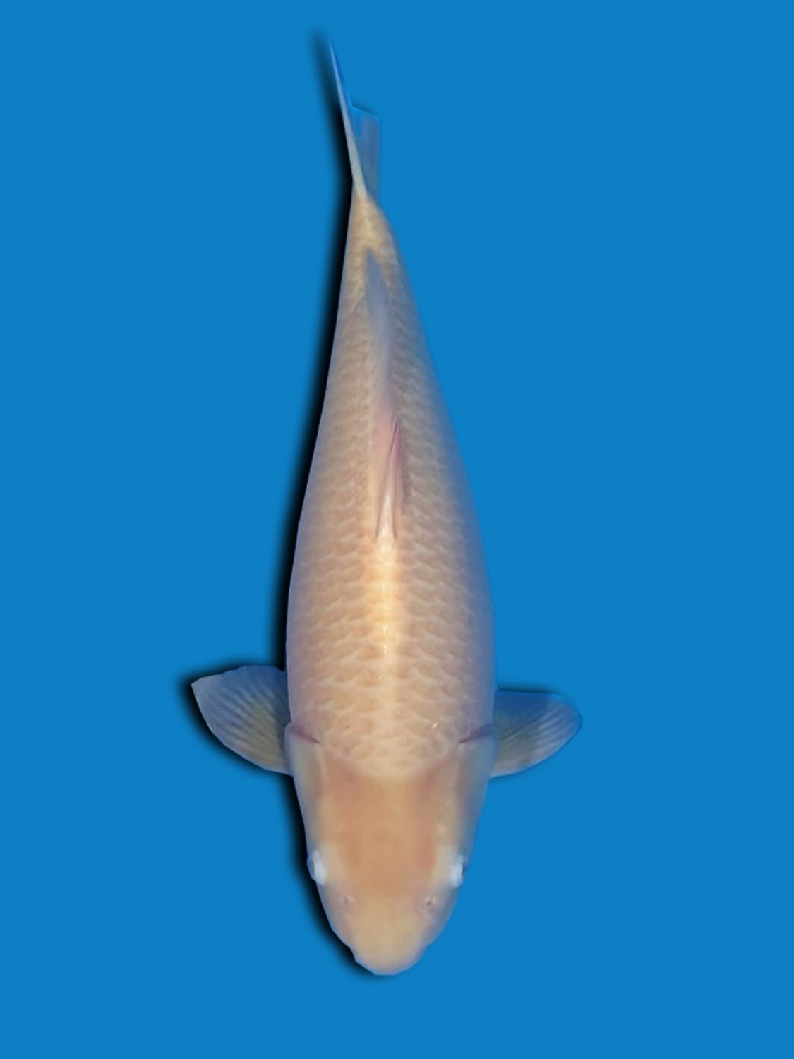 Juara 1