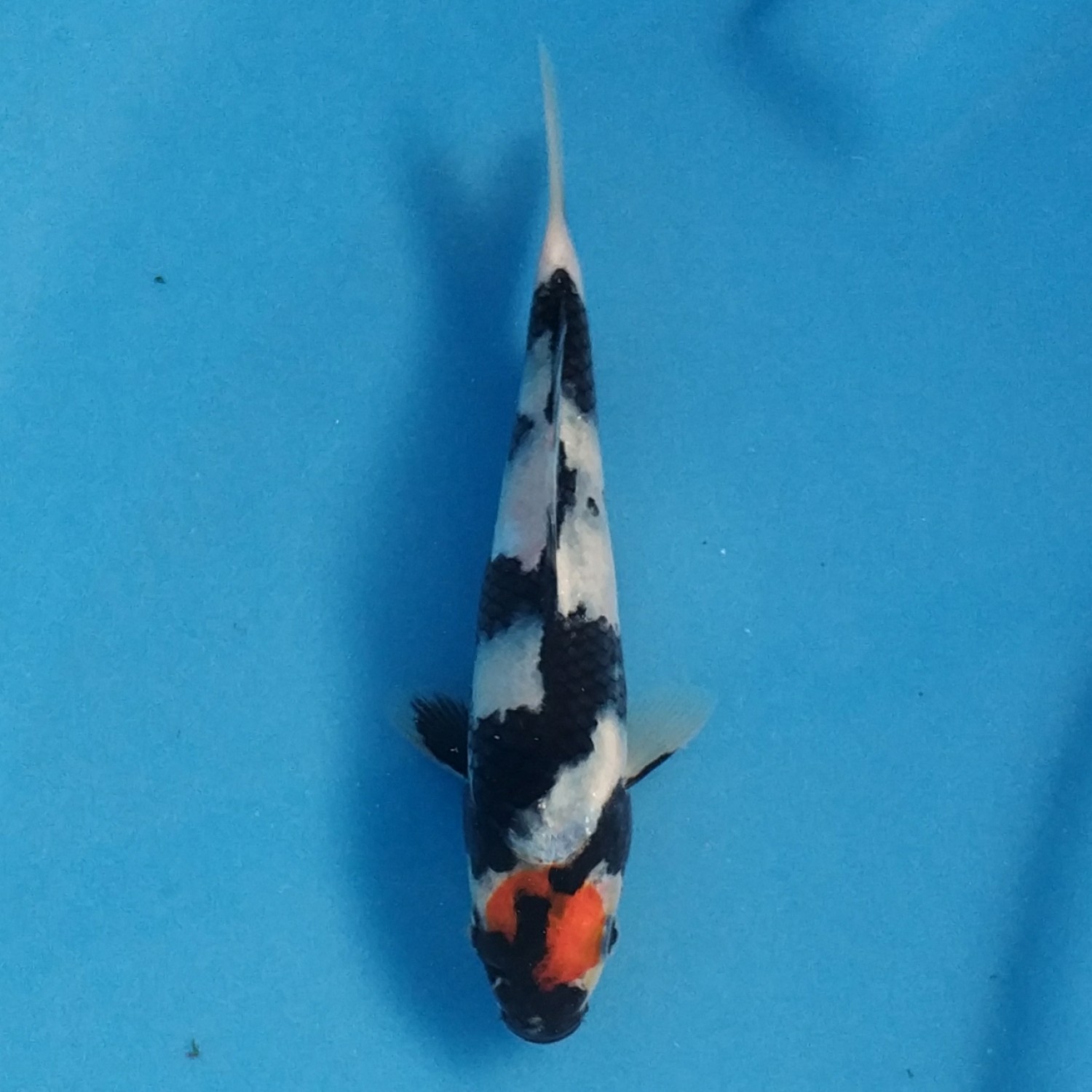 Juara 5