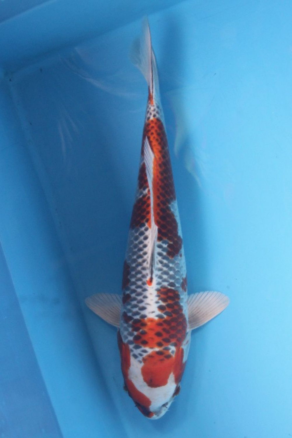 Juara 1