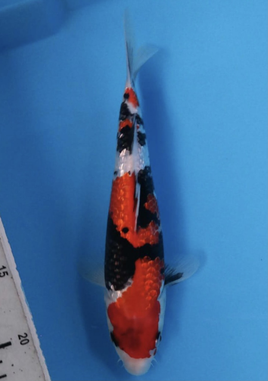 Best In Size B 21 - 25 cm