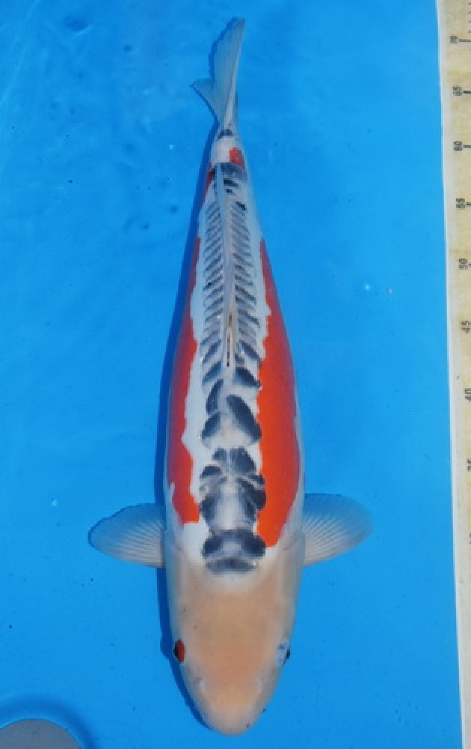 Juara 2