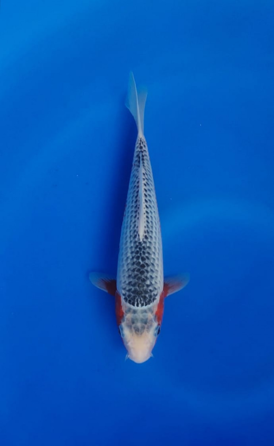 Juara 5