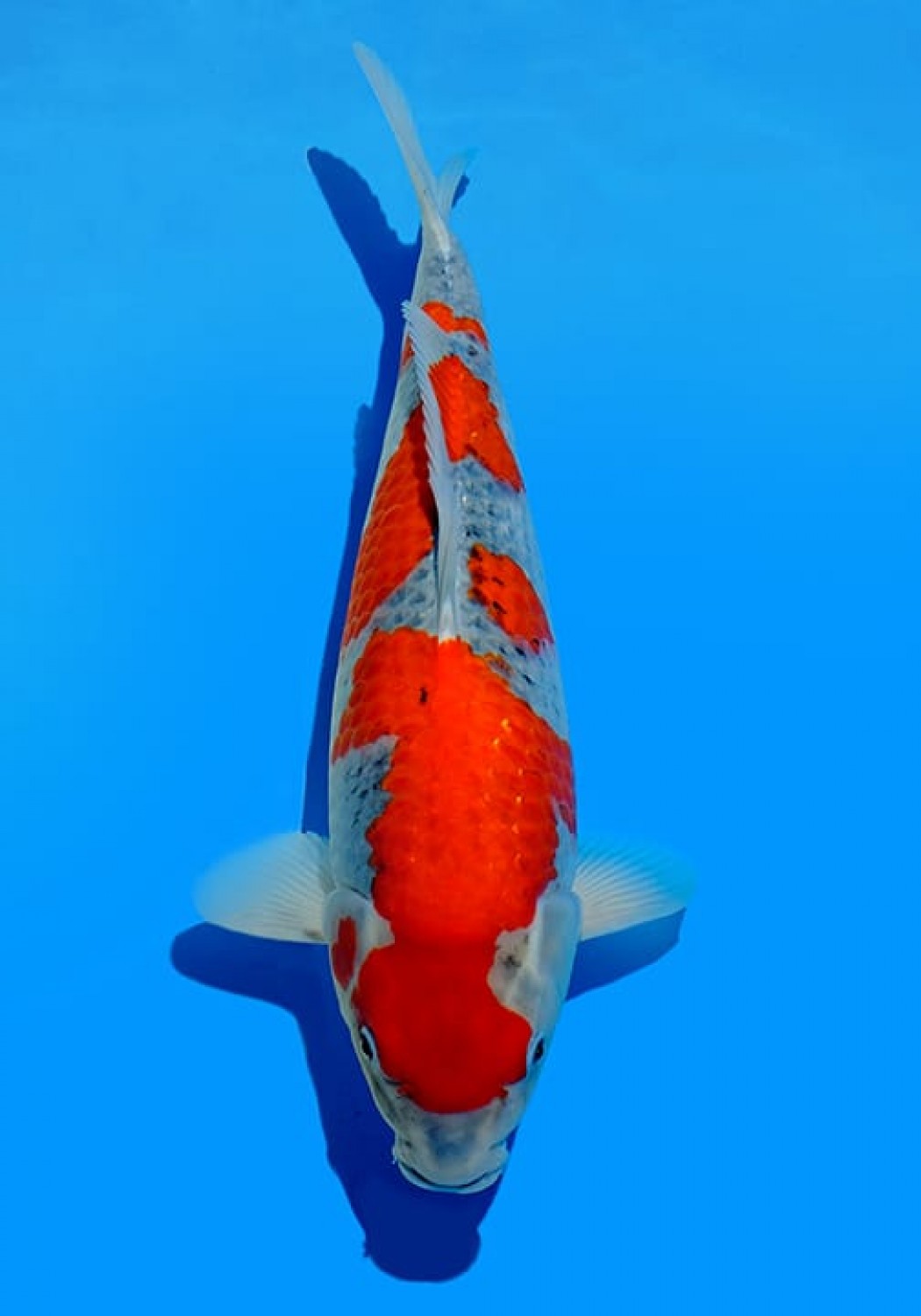 Juara 1