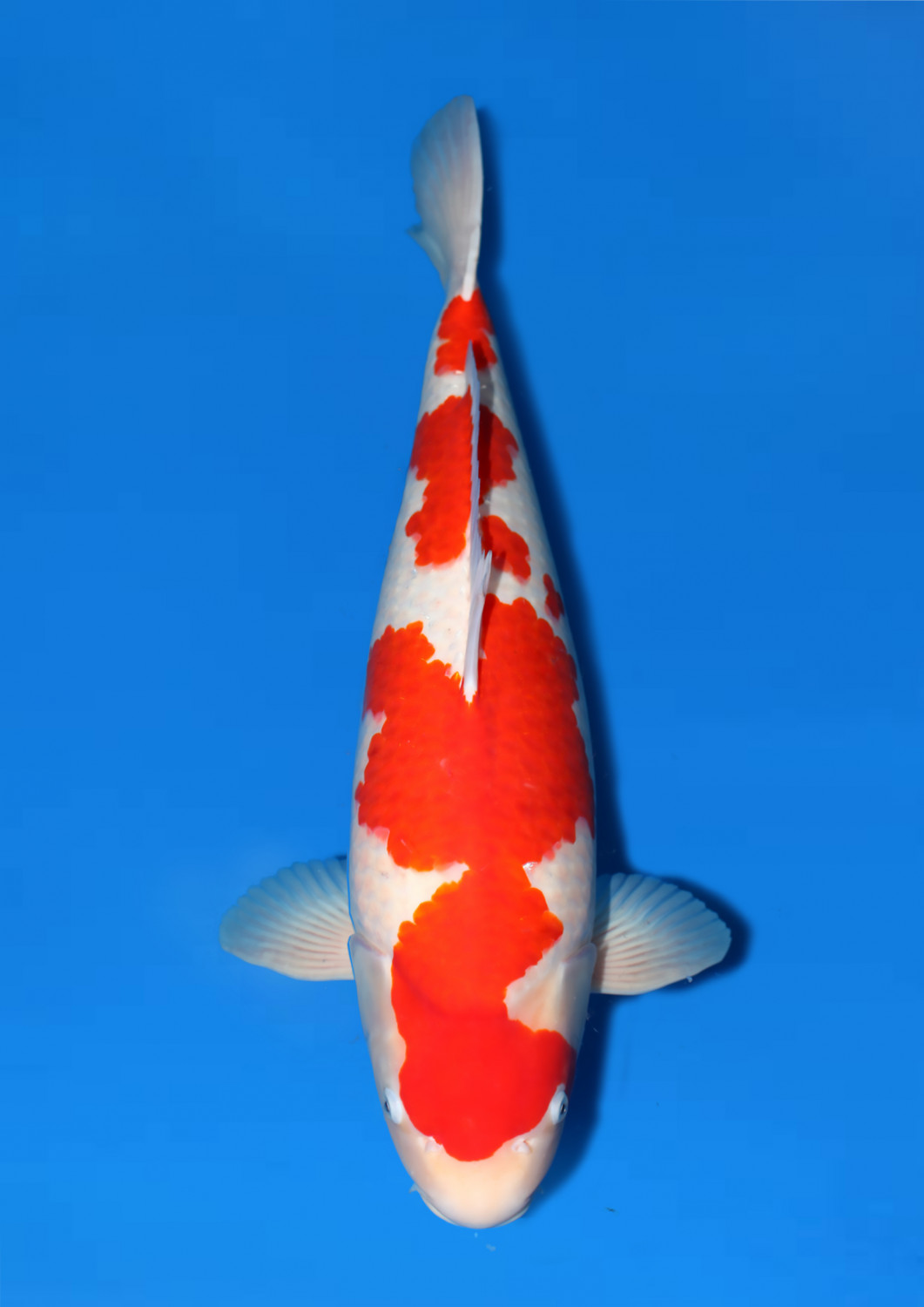 Juara 1