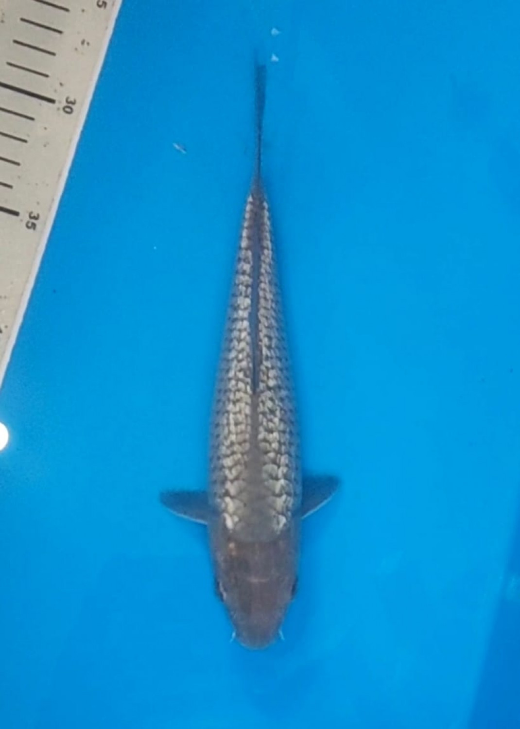 Juara 2