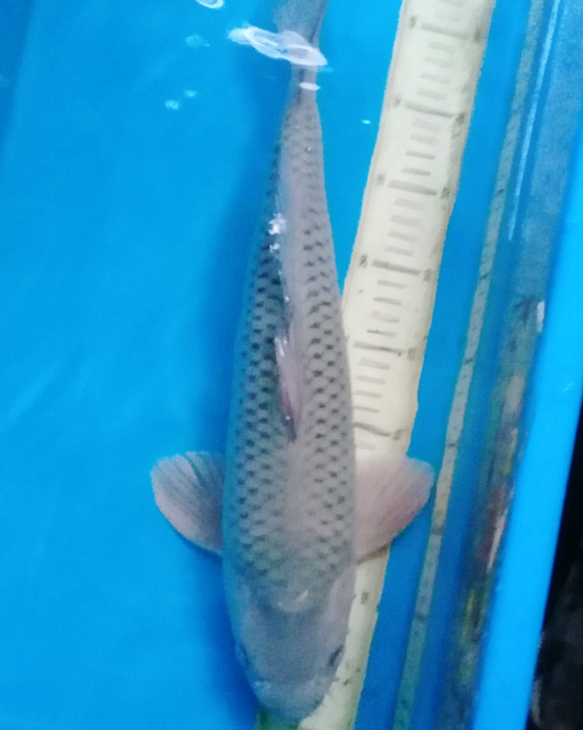 Juara 5