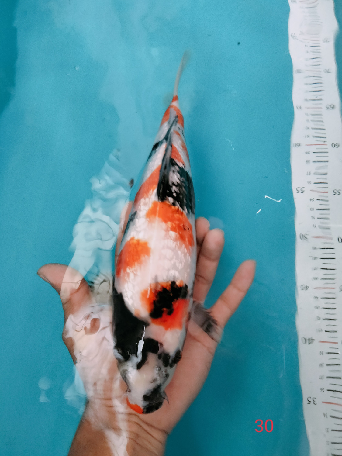 Juara 4
