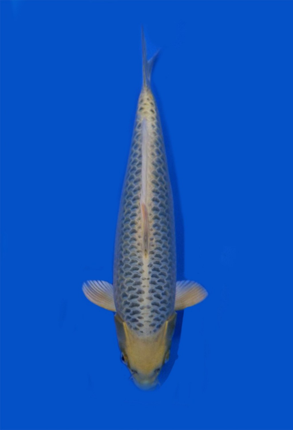 Juara 2
