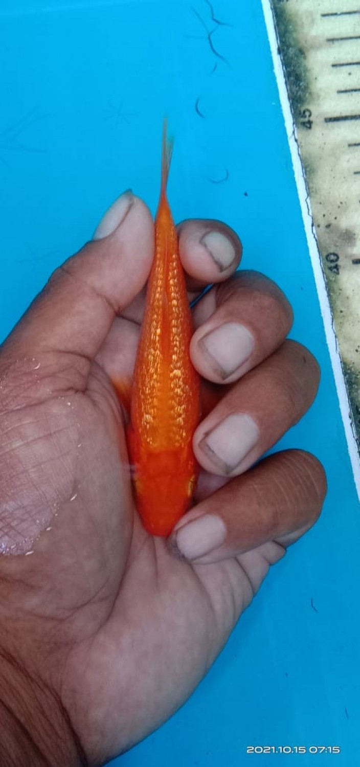 Best In Size E Up To - 15 cm