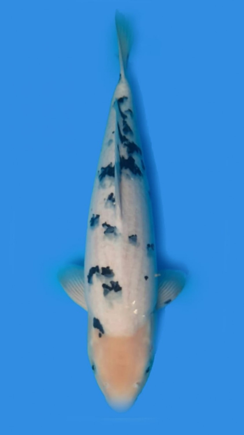 Juara 2
