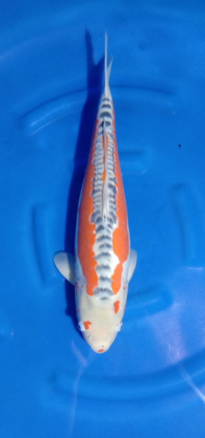 Best In Size D 51 - 55 cm