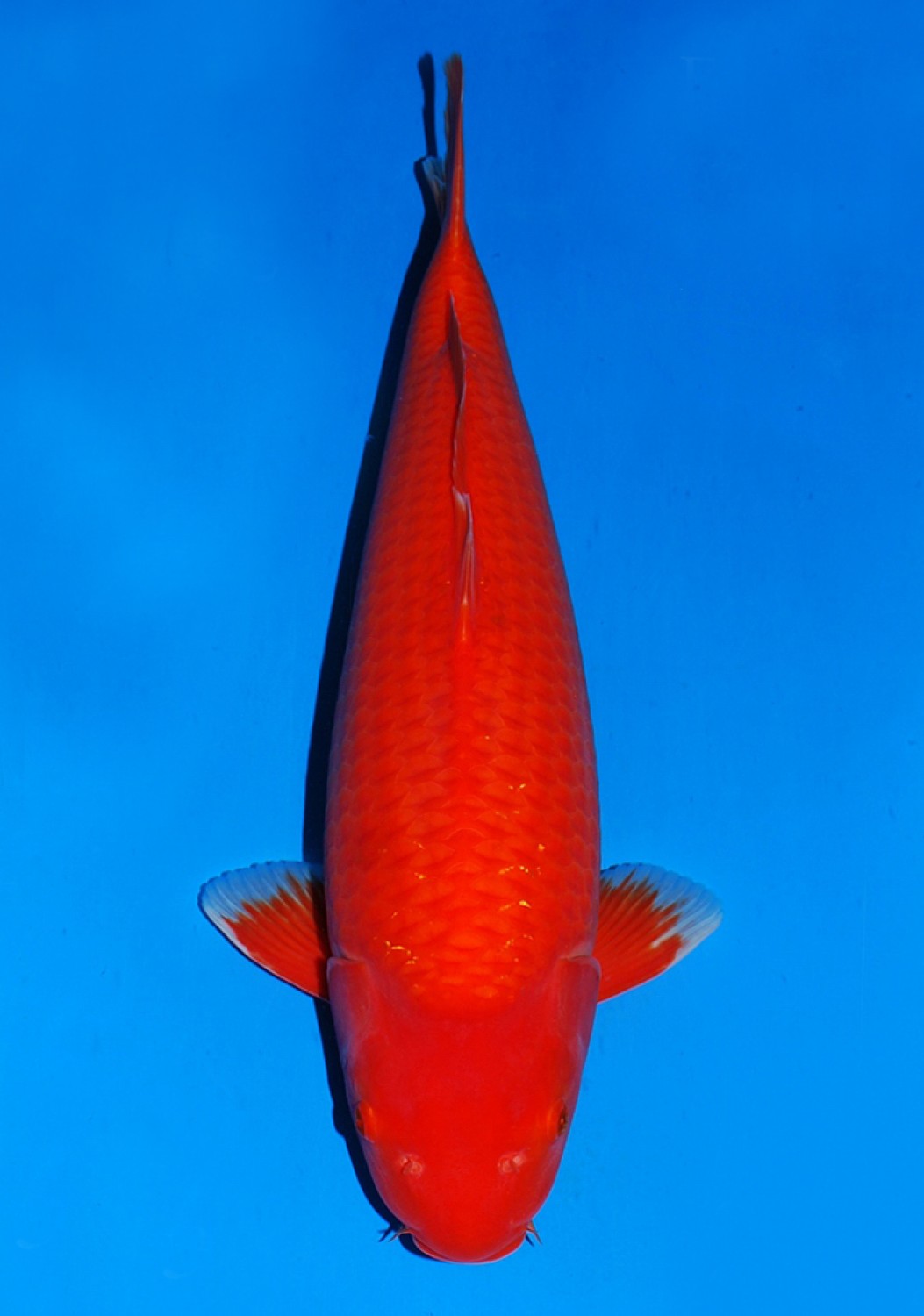 Juara 1