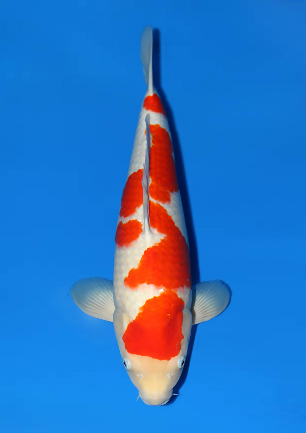 Juara 4