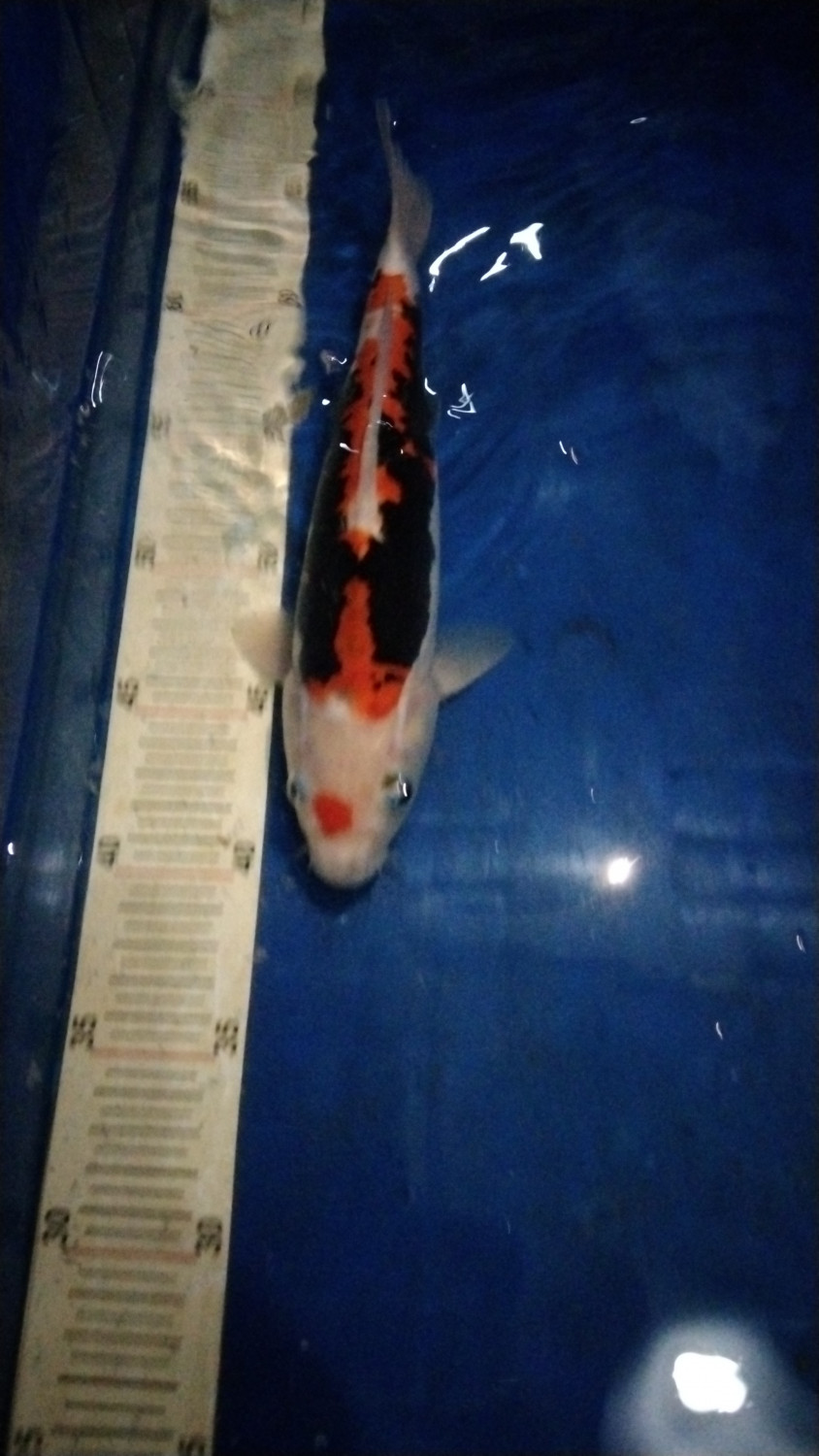 Juara 2