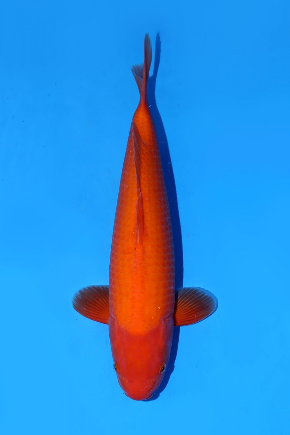Juara 1