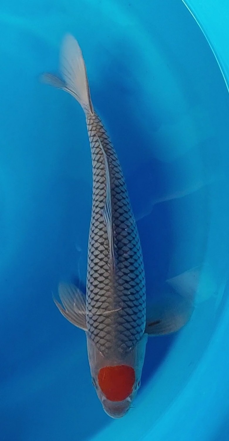 Juara 2