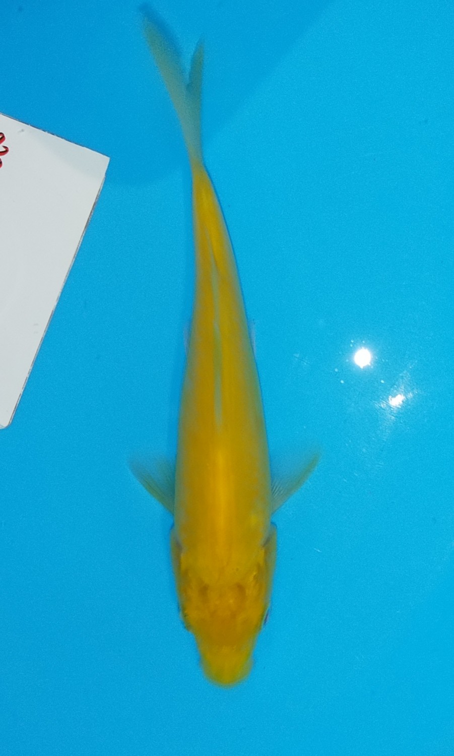 Juara 3