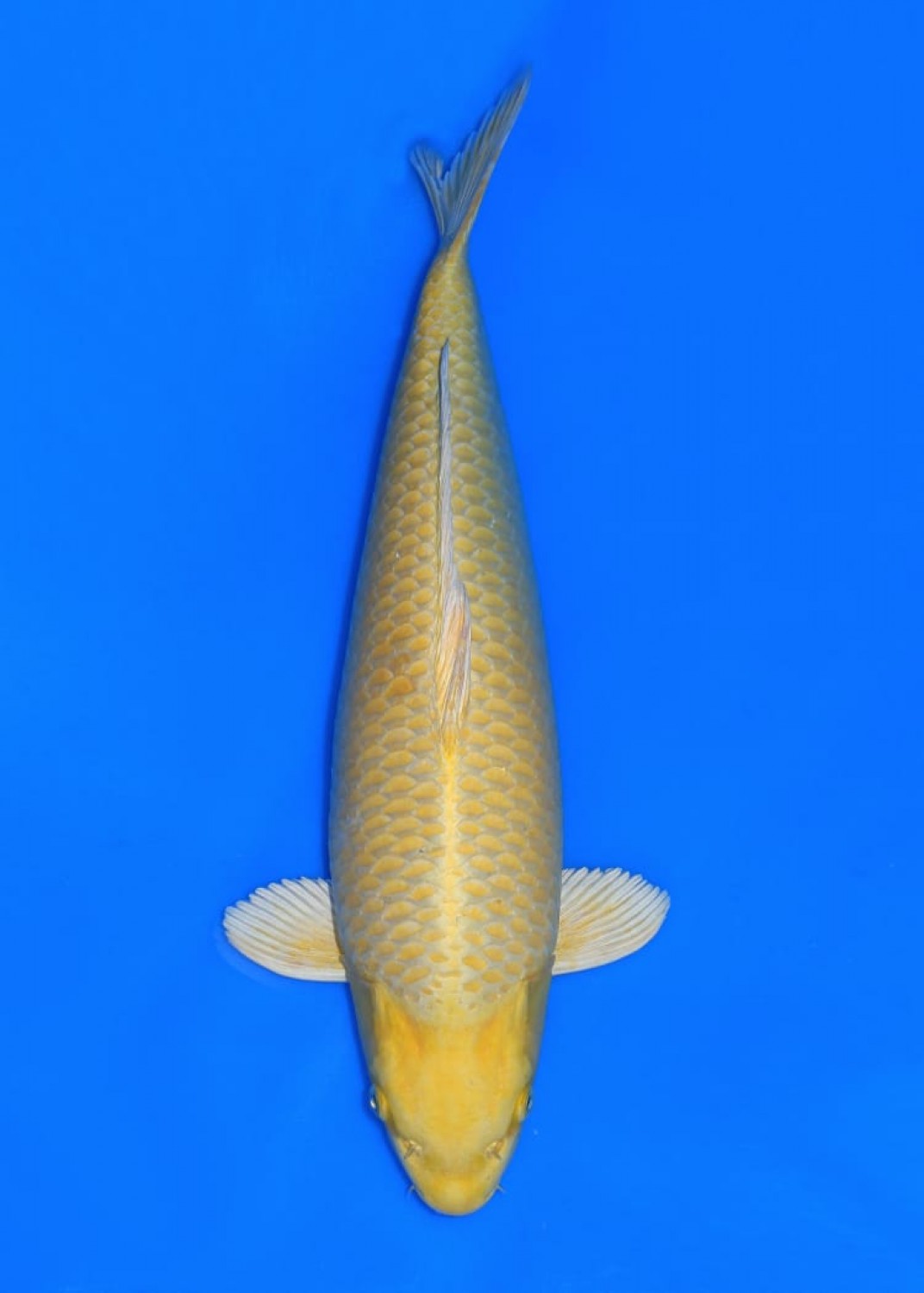 Juara 2