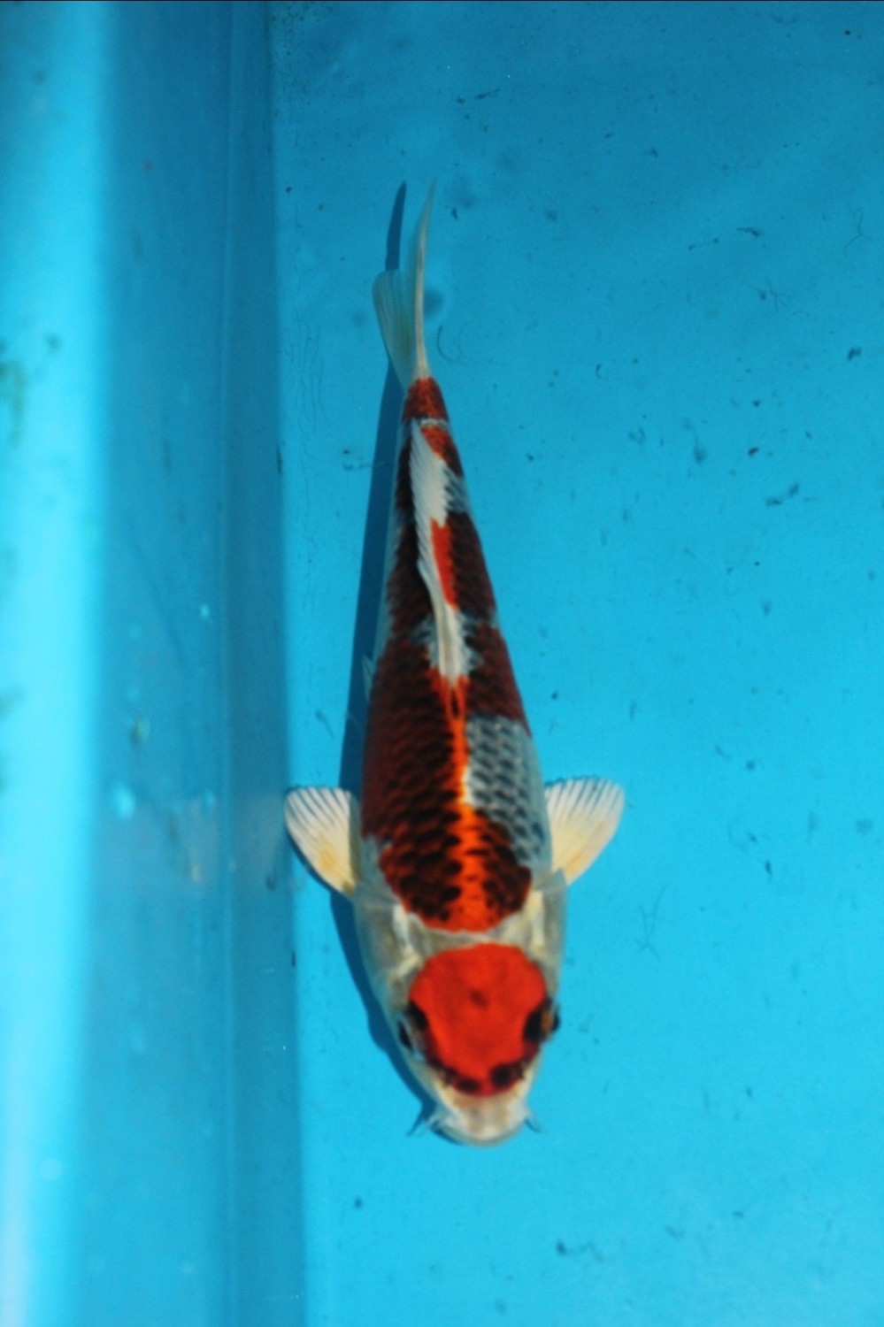 Juara 2