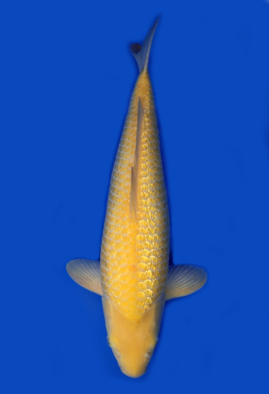 Juara 1