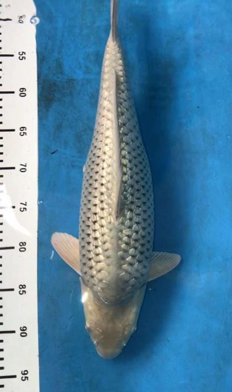 Best In Size E 41 - 45 cm