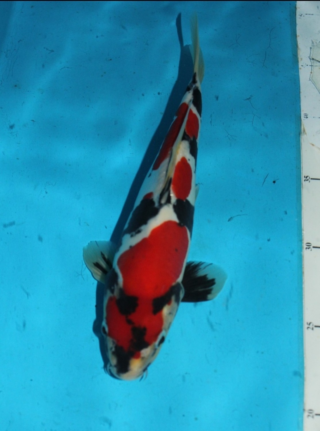 Juara 2