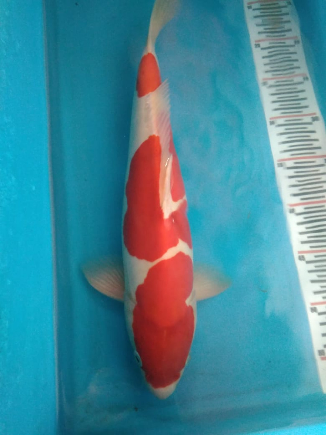 Juara 1
