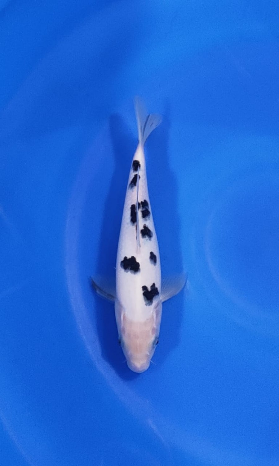 Juara 1
